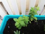 JONGE OREGANO + GLIDKRUID + CHIA PLANTJE in bak of appart, Tuin en Terras, Planten | Tuinplanten, Kruiden, Zomer, Vaste plant