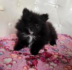 Pommeriaan meisje, klaar om te vertrekken, Dieren en Toebehoren, België, Fokker | Hobbymatig, Keeshond, Teef