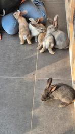 Vlaamse reuzen te koop, Meerdere dieren