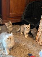 Britse korthaar en langhaar kittens, Dieren en Toebehoren, Katten en Kittens | Raskatten | Langhaar, Meerdere dieren, Gechipt