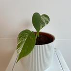 Monstera albo variegata, Huis en Inrichting, Kamerplanten, Ophalen