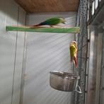Pyrrhura molinae lutino en split lutino, Meerdere dieren, Parkiet, Geringd