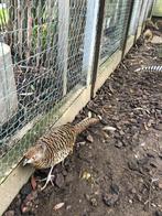 ladyamherst fazanten, Dieren en Toebehoren, Pluimvee