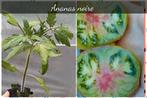 pied / plant de tomates ananas noire et autres variétés, Tuin en Terras, Planten | Tuinplanten, Zomer, Ophalen of Verzenden, Groenteplanten