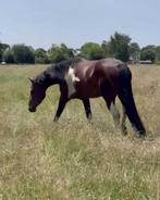 Merrie te koop, Dieren en Toebehoren, Paarden, Merrie, Springpaard, Gechipt, 3 tot 6 jaar