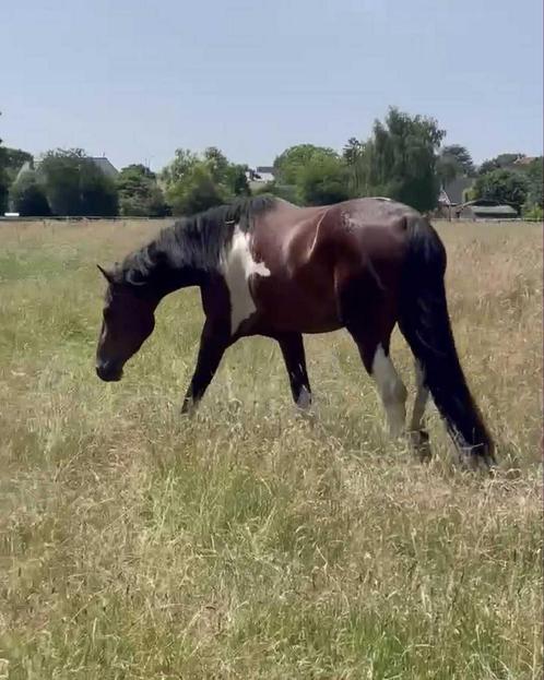 Merrie te koop, Dieren en Toebehoren, Paarden, Merrie, Onbeleerd, 160 tot 165 cm, 3 tot 6 jaar, Springpaard, Met stamboom, Gechipt