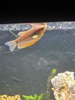 Gezonde Pearl Gourami, Vis, Zoetwatervis