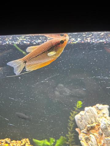 Gezonde Pearl Gourami beschikbaar voor biedingen