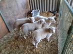 3 swifter lammeren, Dieren en Toebehoren
