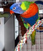 Handtamme lori papegaai, Animaux & Accessoires, Oiseaux | Perruches & Perroquets, Perroquet