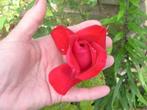bloemen campsis rozen stek, Vaste plant, Halfschaduw, Zomer, Ophalen