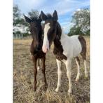 Merrieveulen i’m special de muze en homozygoot bont hengstv, Dieren en Toebehoren, Paarden, Hengst, M