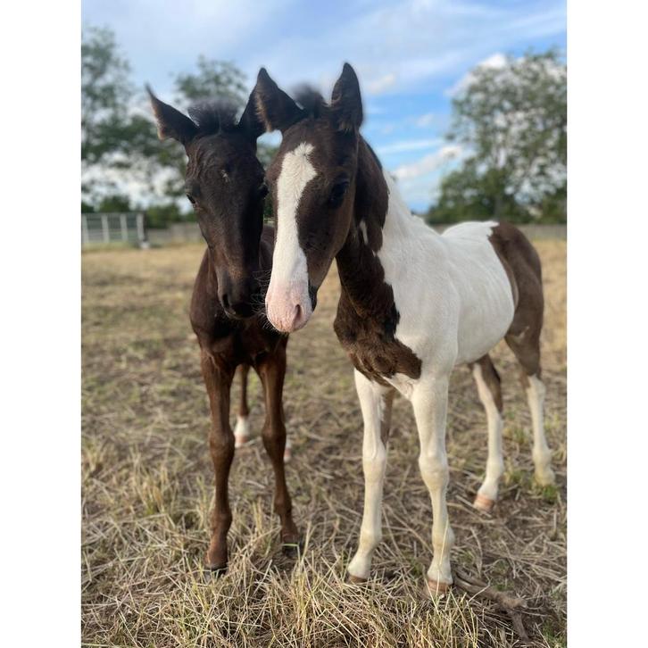 Merrieveulen i’m special de muze en homozygoot bont hengstv, Dieren en Toebehoren, Paarden, Hengst, M