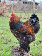 Brahma haan, Dieren en Toebehoren, Pluimvee, Mannelijk, Kip