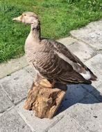 Taxidermie/opgezette grauwe gans, Ophalen of Verzenden