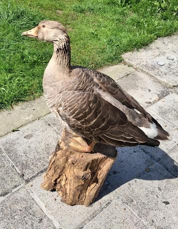 Taxidermie/opgezette grauwe gans beschikbaar voor biedingen