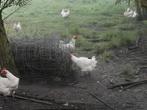 Hennen poule de bresse van 2023, Dieren en Toebehoren, Pluimvee