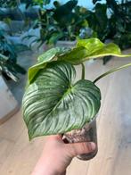 Philodendron Peltatum, Ophalen of Verzenden