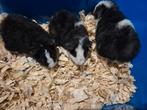 Super mooie jonge US Teddy cavia's, Dieren en Toebehoren, Knaagdieren, Mannelijk, Cavia, Tam