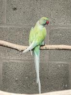 Halsbandparkiet, Dieren en Toebehoren