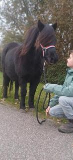 Kinderpony shetlander stamboek merrie drachtig, Merrie, Gechipt, Zadelmak, 11 jaar of ouder