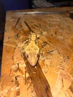 Gecko a crete, Animaux & Accessoires, Lézard, Domestique, 0 à 2 ans