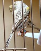 kleurkanarie, Dieren en Toebehoren, Vrouwelijk, Kleurkanarie