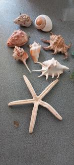 Aquarium decoratie, Dieren en Toebehoren, Ophalen, Gebruikt, Sierelement