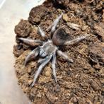 Lasiodorides striatus, Dieren en Toebehoren, Insecten en Spinnen