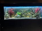 Aquarium inclusief vissen en decoratie, Dieren en Toebehoren, Ophalen, Gebruikt, Gevuld zoetwateraquarium