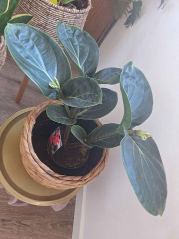 bloeiende medinilla beschikbaar voor biedingen
