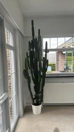 Cactus van 2,50 m, Huis en Inrichting, Kamerplanten, Groene kamerplant, Ophalen, Cactus, 200 cm of meer