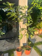 Vijgenboom op stam, Tuin en Terras, Planten | Fruitbomen, Ophalen, 100 tot 250 cm, Vijgenboom