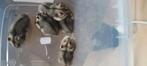 RUSSISCHE HAMSTERS 15€ per Stuk!, Hamster, Mannelijk, Juli, Tam