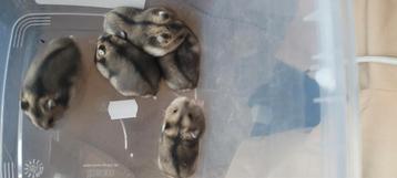 RUSSISCHE HAMSTERS per Stuk!, Hamster, Mâle, Domestique, Juillet