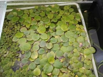 Salvinia natans en/of Limnobium laevigatum beschikbaar voor biedingen