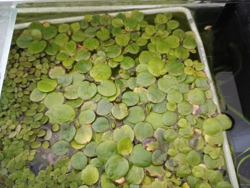 Salvinia natans en/of Limnobium laevigatum, Dieren en Toebehoren, Vissen | Aquaria en Toebehoren, Zo goed als nieuw, Ophalen