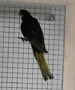 Rosella parkiet, Dieren en Toebehoren, Parkiet, Tam
