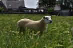 Engelse Texelaar dekrammen, Dieren en Toebehoren