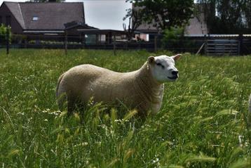 Engelse Texelaar dekrammen beschikbaar voor biedingen