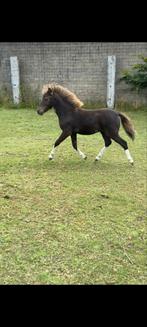 Pony hengstveulen, Dieren en Toebehoren, Paarden, Hengst