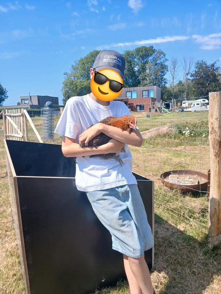 Zingemse leghoen hanen, Dieren en Toebehoren, Pluimvee | Toebehoren, Ophalen