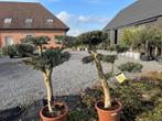 Olijfboom ponpon LAATSTE 2 STUKS!, 100 tot 250 cm, Olijfboom, Zomer, Ophalen
