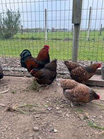 Wyandotte broedeieren, Plusieurs animaux, Poule ou poulet