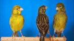 différents canaris pour le chant ou la reproduction, Animaux & Accessoires