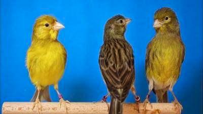 différents canaris pour le chant ou la reproduction, Animaux & Accessoires, Oiseaux | Canaris