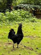 Ayam Cemani haan., Dieren en Toebehoren, Pluimvee