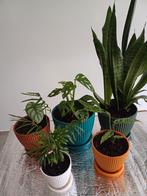 Planten te koop (Set van 5), Huis en Inrichting, Kamerplanten