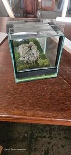 Terrarium voor insecten  15x15x15, Dieren en Toebehoren, Ophalen, Nieuw, Terrarium of Paludarium