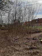 Eiken boompjes, Ophalen, Halfschaduw, Overige soorten, 250 tot 400 cm